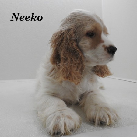puppy, for, sale, Cocker Spaniel, Joe & Cherri  Overlease, dog, breeder, Miller, MO, dog-breeder, puppy-for-sale, forsale, nearby, find, puppyfind, locator, puppylocator, aca